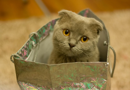 Le sac  dos pour chat : effet de mode ou vraie bonne ide ?